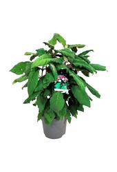 Hortensja Hydrangea Macrophylla