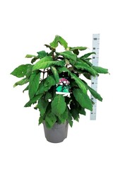 Hortensja Hydrangea Macrophylla