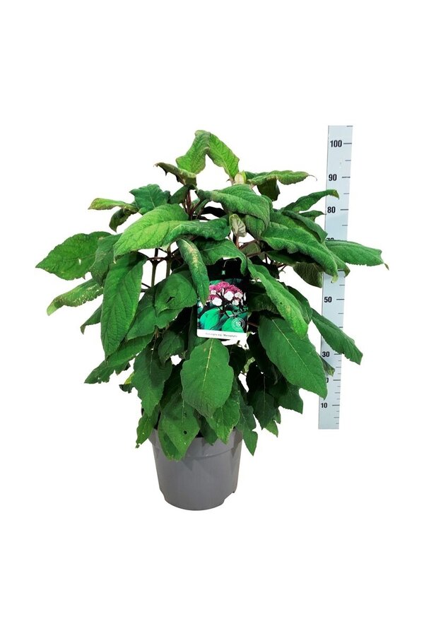 Hortensja Hydrangea Macrophylla