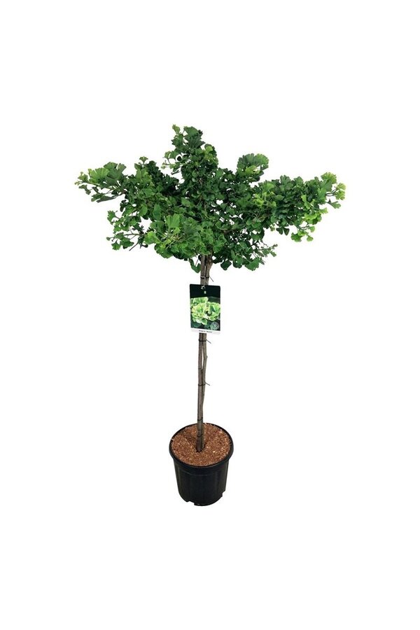 Miłorząb japoński Ginkgo biloba Mariken
