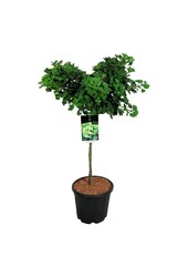 Japoński drzewo orzechowe Ginkgo biloba Mariken