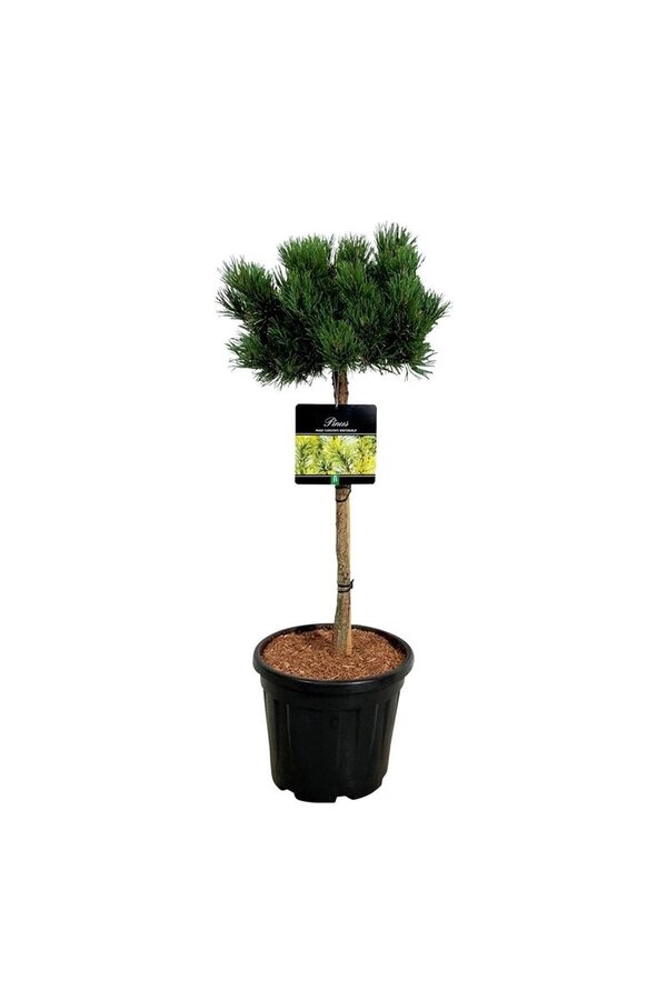 Sosna Pinus mugo Carstens Wintergold