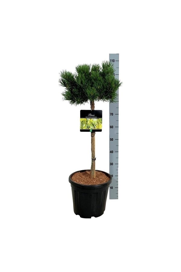 Sosna Pinus mugo Carstens Wintergold