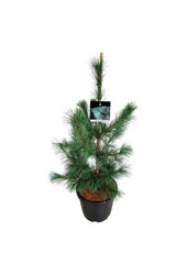 Sosna Pinus Ammerland