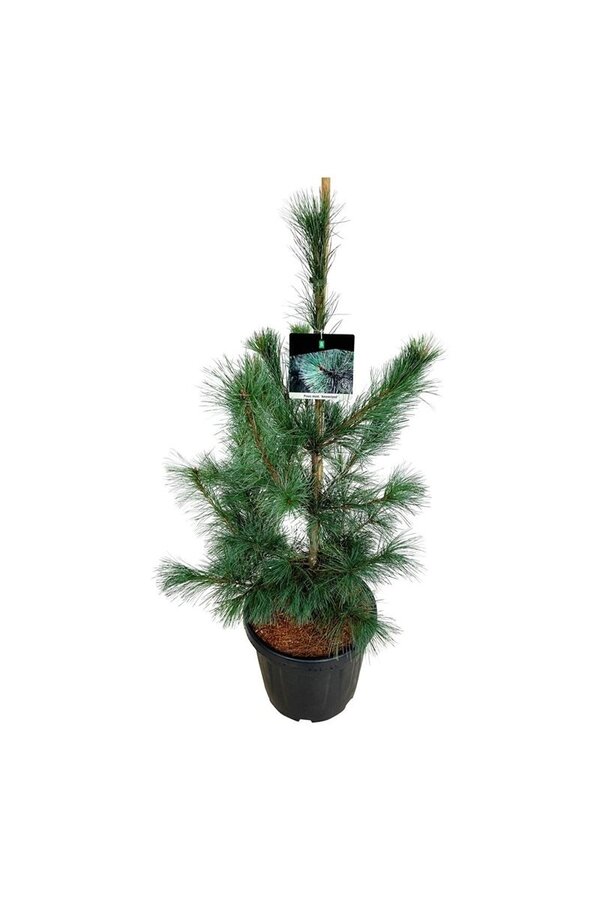 Sosna Pinus Ammerland