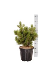 Sosna Pinus Satellit