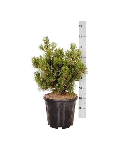 Pinus