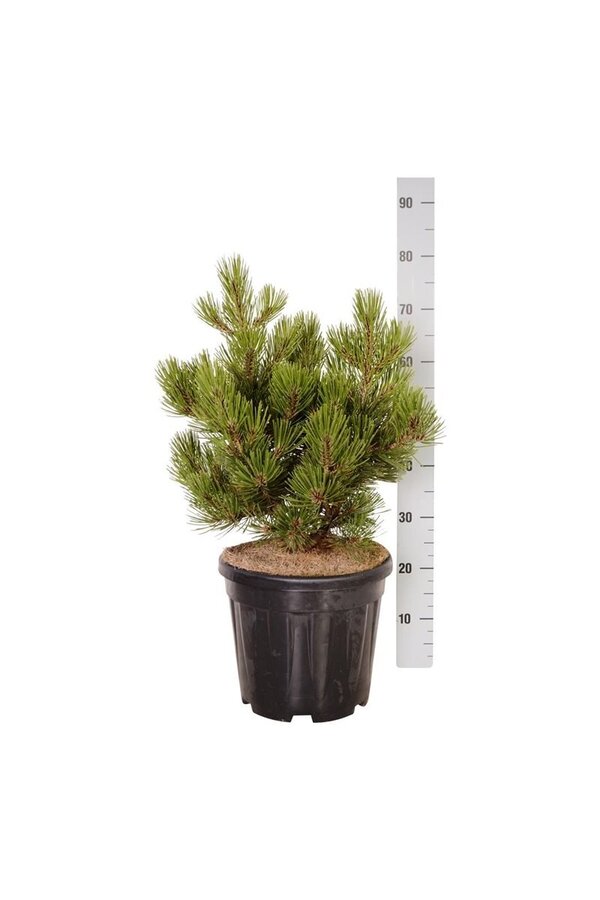 Sosna Pinus Satellit