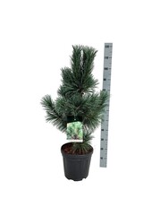 Sosna Pinus Vanderwolfs Pyramid
