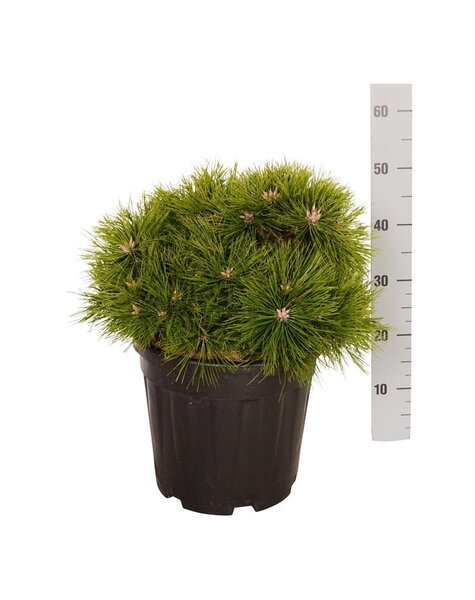 Pinus