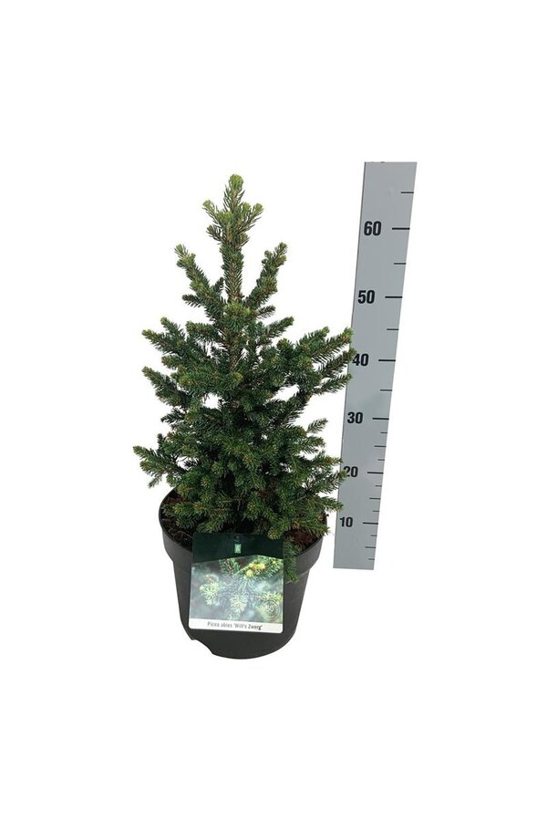 Jodła Picea abies Wills Zwerg