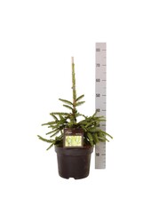 Świerk pospolity Picea abies Inversa