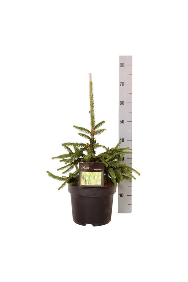 Świerk pospolity Picea abies Inversa