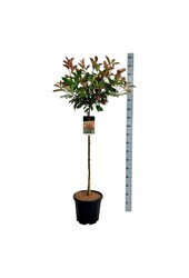 Głogownik Photinia fraseri Red Robin