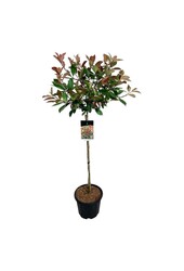 Głogownik Photinia fraseri Red Robin
