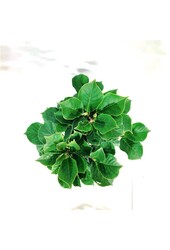 Magnolia Satisfaction