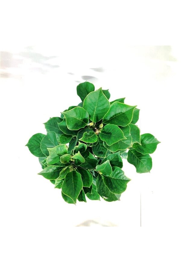 Magnolia Satisfaction