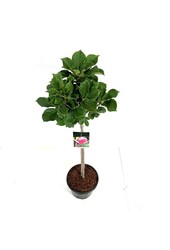 Magnolia Satisfaction