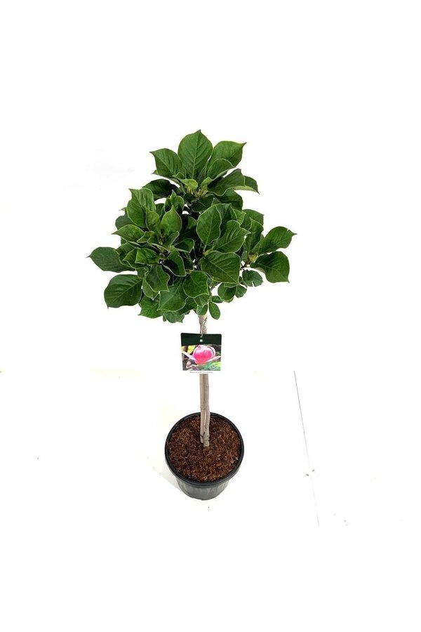 Magnolia Satisfaction