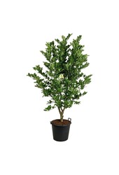 Drzewo bobrowe Magnolia loebneri Wildcat