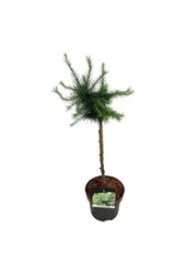 Larix decidua Little Bogle
