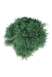 Sosna Pinus strobus Tiny Kurls