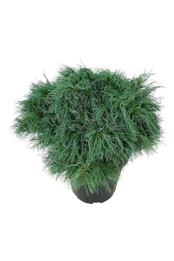 Sosna Pinus strobus Tiny Kurls