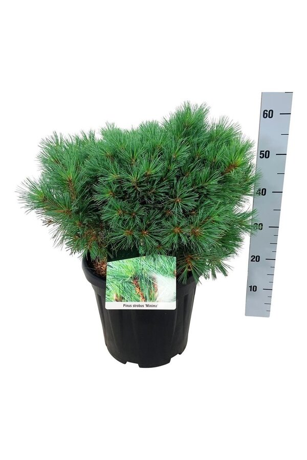 Sosna Pinus strobus Minima