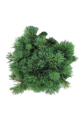 Sosna Pinus strobus Minima