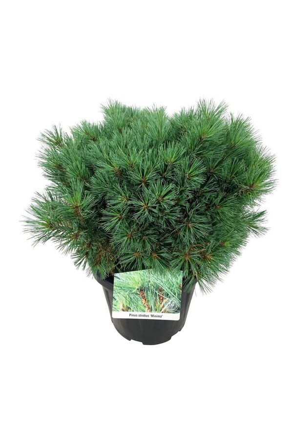Sosna Pinus strobus Minima
