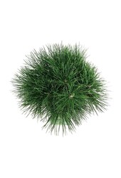 Sosna Pinus nigra Spielberg