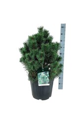 Sosna Pinus mugo Columnaris