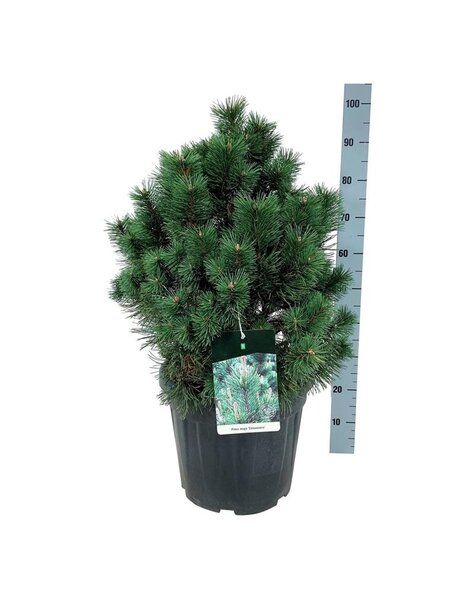 Pinus
