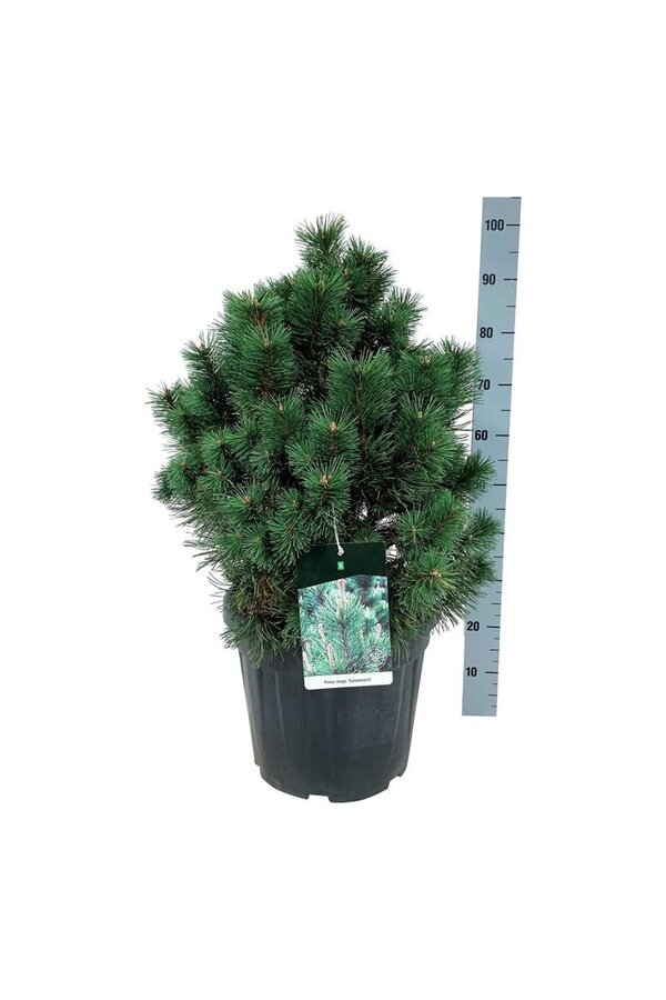 Sosna Pinus mugo Columnaris
