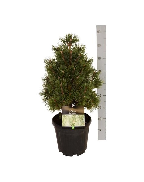 Pinus