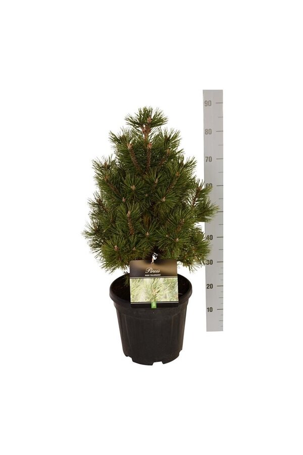 Sosna Pinus mugo Columnaris