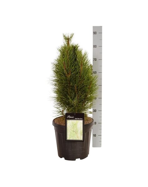 Pinus
