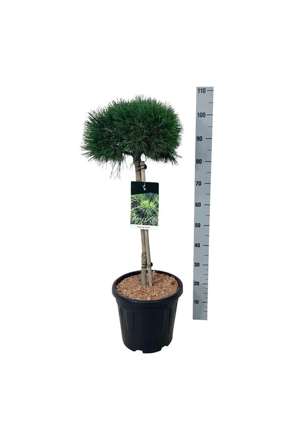 Sosna Pinus mugo Varella