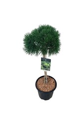 Sosna Pinus mugo Varella