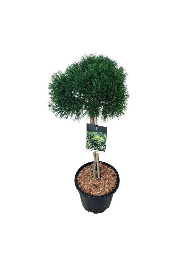 Sosna Pinus mugo Varella