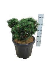 Sosna Pinus mugo Limerick