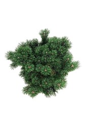 Sosna Pinus mugo Limerick