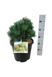 Sosna Pinus mugo Limerick