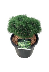 Sosna karłowata Pinus mugo Heideperle