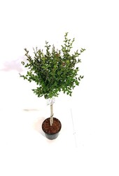 Bez Syringa Flowerfesta ® White