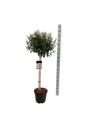 Bez Syringa Flowerfesta ® Purple