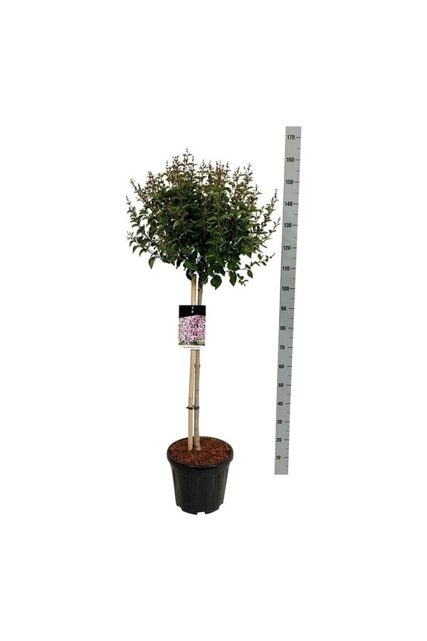 Śliwa Syringa Flowerfesta ® Purple