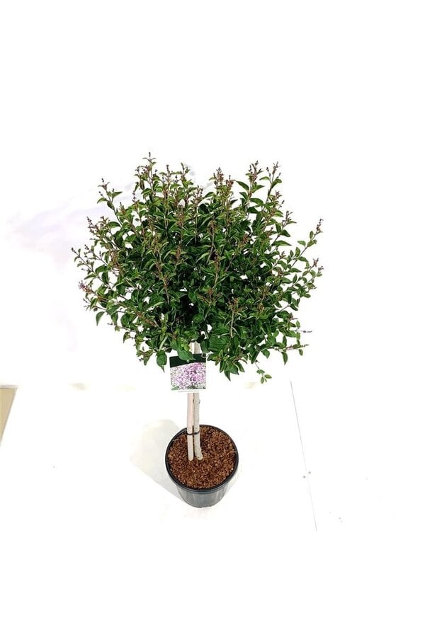 Śliwa Syringa Flowerfesta ® Purple