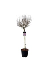 Bez Syringa Flowerfesta ® Purple