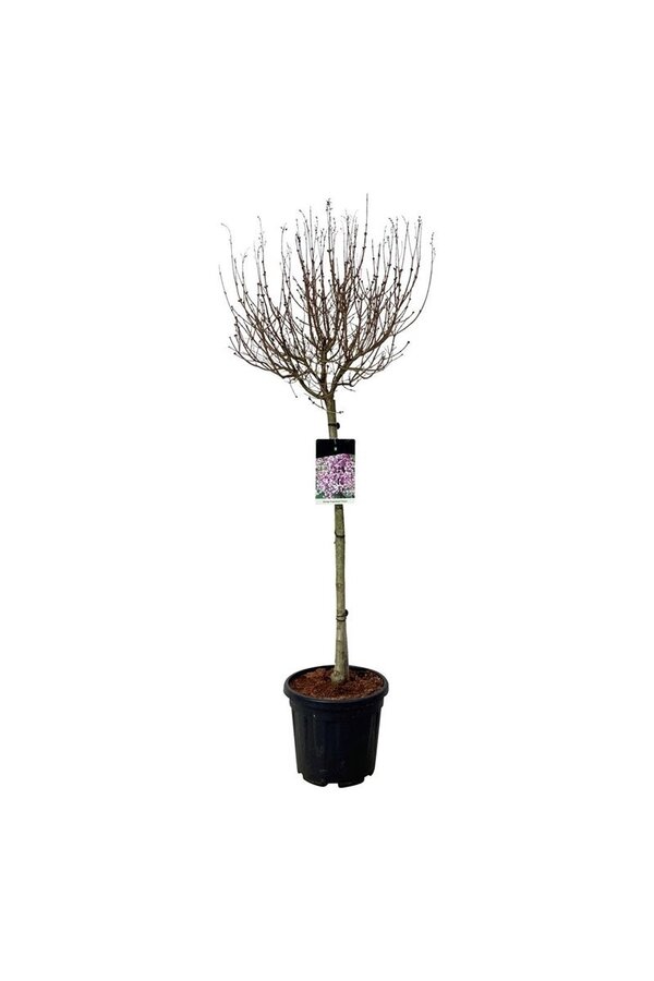 Bez Syringa Flowerfesta ® Purple